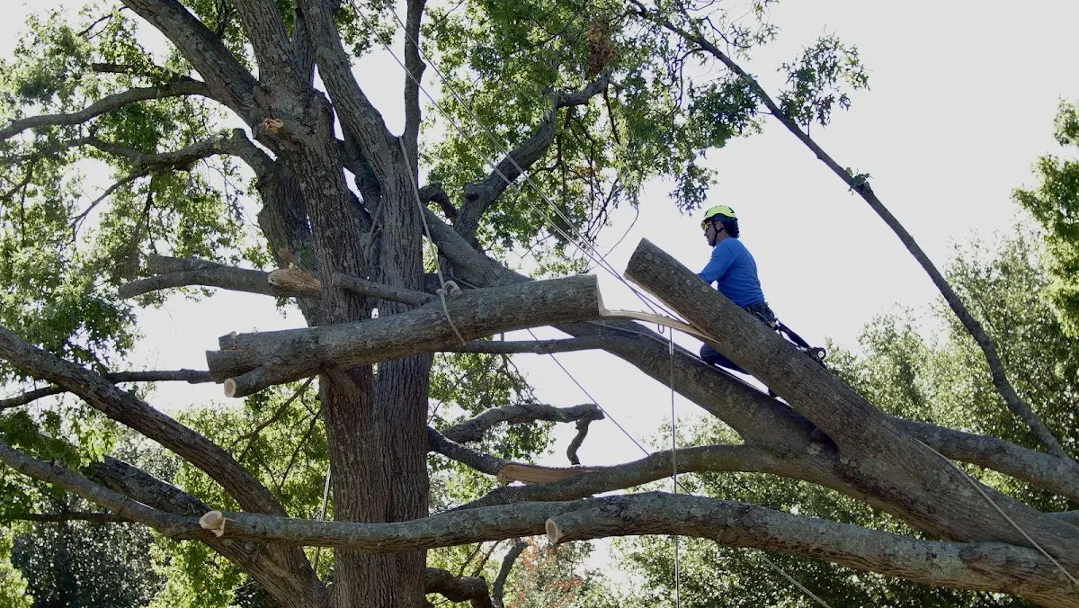 Professional Hazardous Tree Removal performed by certified arborists in Monroe City