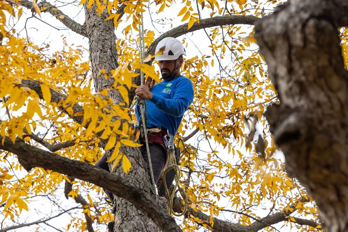 Skilled Tree Pruning crew working in Monroe City